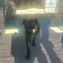 백호동물병원 | 아산 삼성미즈19주 초음파, 임산부 습진 약 처방 &amp; 국내 여행 강릉 쌍둥이 동물원 후기