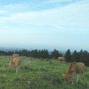 대평원목장 이미지