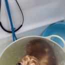 리치펫살롱 이미지