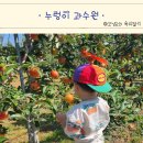 누렁이과수원 | 누렁이과수원 사과따기 배따기 체험 가능 안성 아이랑 갈만한 곳