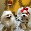 남창애견 이미지