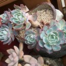 풀빛정원 이미지