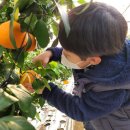 ♥새콤달콤 맛있는 황금향 체험♥ 이미지