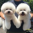 미시하임 이미지