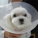 분당파크뷰 동물병원 이미지