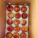 신선농원 이미지