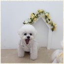 벨몽드펫 | 가위컷 대전 용전동 강아지 미용실 체험 후기