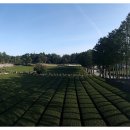 서귀고양이 이미지