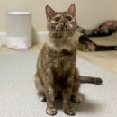 냥글냥글 이미지