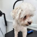 까미랑 몽이 이미지