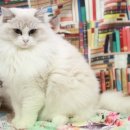 랙돌캐터리올리비아 이미지