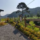 전라남도 장성군 노란담장, 가는법, 연락처, 후기