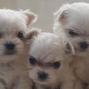 멍군애견 이미지