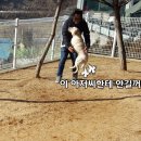 맘편하개 이미지