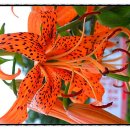 대청주유소 이미지