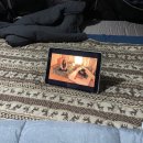 삼우촌식육식당 | [캠핑 후기] 합천 황매산 오토캠핑장 2박 3일 후기