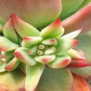 마리아A+ 이미지