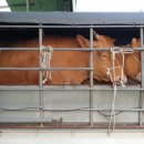 순천한우 농장 이미지