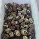 청산도올레펜션 이미지