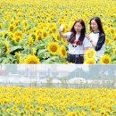 하모리-19 이미지