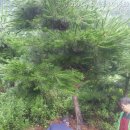 강림면304 이미지