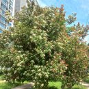 가시나무공원 이미지