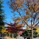 사파동210 이미지