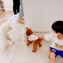 두젠틀(DOGENTLE) 이미지