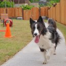 무아레도그라운드 이미지