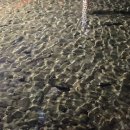 시중 목장 이미지