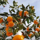 리나농장 이미지