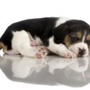 이시아동물병원 이미지