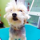 퍼피 투게더 이미지