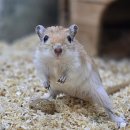 미니펫스쿨(Minipet School) | 키우기 쉬운 애완동물 몽골리안 저빌 분양 부천 인천 미니펫스쿨