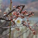 파전에막걸리한잔 이미지