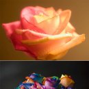 ‘행복의 장미’ 꽃잎마다 색이 다른 무지개빛 장미 이미지