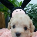 쥬티펫 신탄진점 이미지