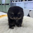 오독안심분양센터 강아지분양 고양이분양 하남점 이미지