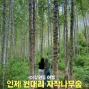 연악산_숲길(등산)1코스 | 강원도 인제 원대리 자작나무숲 입장료 입산시간 주차 등산 코스 소요시간 후기