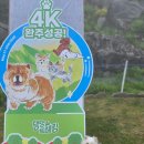 댕댕맛집 | 강아지랑 강원도 여행 | 댕댕트레킹2025 + 하이원리조트 힐콘도 숙박