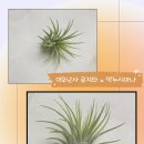 직구 모야모야
