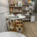 멍애견카페 이미지