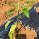 (주)방아다리 이미지