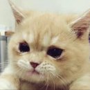 데본냥이 이미지