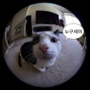 라멘도토리