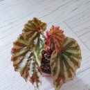 타이니젬 이미지