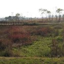 갈대이야기 이미지