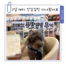 이피퀴스 말동물병원 | 익산 영등동 동물병원 늘봄 동물병원 IDEXX 프리미엄 혈액 종합검진 후기
