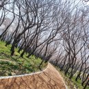 웅동초등학교 | 2026년 3월28일 웅동수원지 벚꽃단지 개화현황