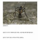 한반도에 서식하는 가장 큰 모기 이미지